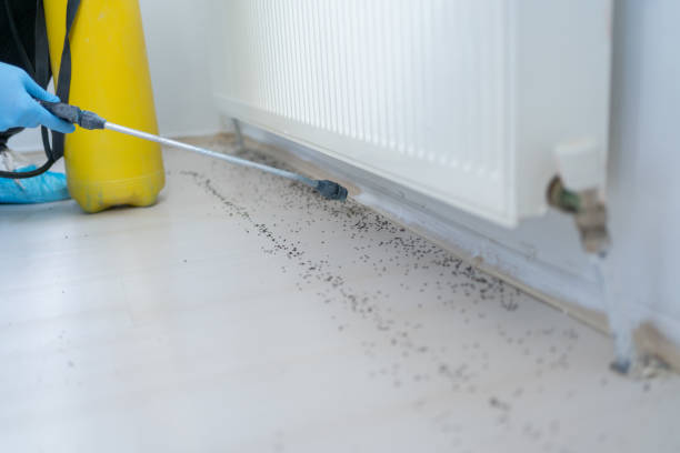 Best Bed Bug Extermination  in Durant, OK